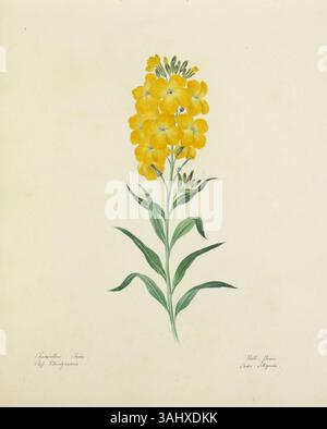 Dieses Aquarell von Lydia Penrose zeigt Cheiranthus Cheiri, auch bekannt als gewöhnliche Mauerblume. Als Teil der Flora Devoniensis zeigt das Gemälde die leuchtend gelben Blüten der Pflanze und stammt aus den Jahren 1800 bis 1842. Stockfoto