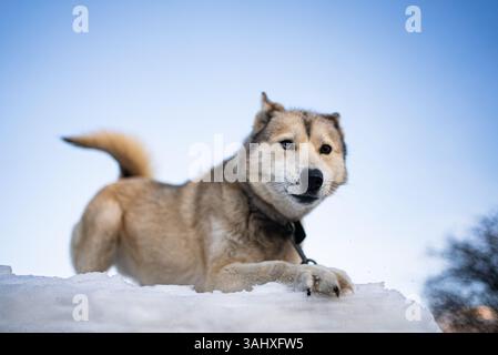 Wunderschöner Schlittenhund mit einem Kragen, der bequem auf einer Schneelage unter einem klaren blauen Himmel liegt, das Winterwetter genießen und die ruhige Landschaft im Freien genießen kann Stockfoto