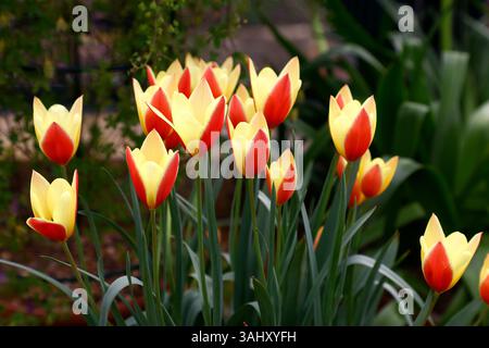 Nahaufnahme der roten und gelben Blüten des Frühlingsblühenden Clusiana-Gartens Tulpe Taco. Stockfoto