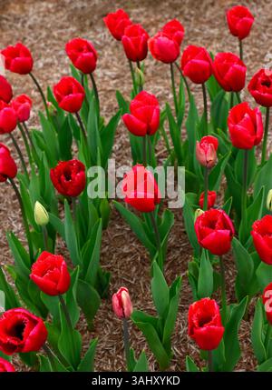 Nahaufnahme der roten Blüten des Frühlingsgartens Tulpe Tulpe Arc de Triumph. Stockfoto