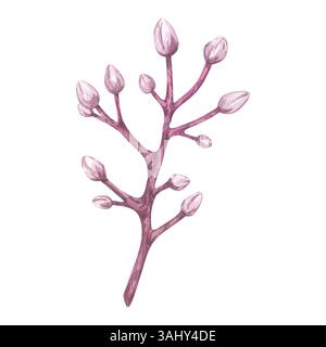 Aquarellzweig mit Knospen. Geschlossene rosafarbene Blüten, Karambolenfrucht. Botanischer Zweig exotischer Sternapfel, Kirsche, Mandel, Pflaume, Sakura. Handgezeichnet Stockfoto