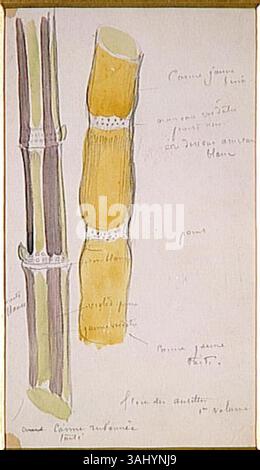 Diese botanische Studie von Gustave Moreau konzentriert sich auf Pflanzen, einschließlich Zuckerrohr aus Haiti. Das Werk zeigt seine Fähigkeit, die detaillierten Strukturen natürlicher Formen zu erfassen und so zu seiner Erforschung botanischer und exotischer Themen beizutragen. Stockfoto