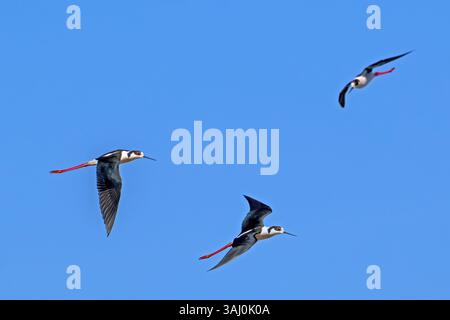 Schwarzflügelstelzen (Himantopus himantopus) drei erwachsene Männchen fliegen im Frühjahr gegen den blauen Himmel Stockfoto