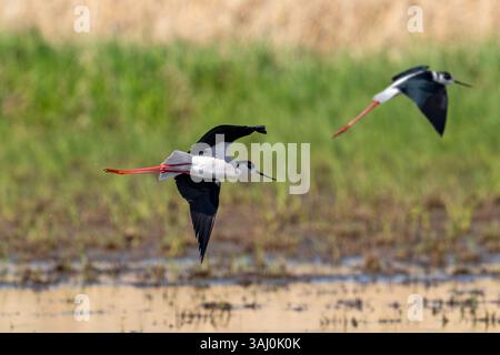 Zwei Schwarzflügelstelzen (Himantopus himantopus), die im Frühjahr im Flachwasser eines Teichs im Feuchtgebiet landen Stockfoto