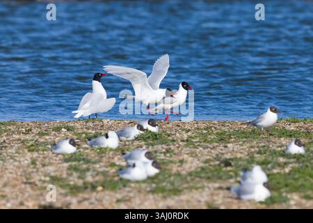 Mittelmeermöwe Larus melanocephalus, 2 Sommergefieder kämpfen, während eine andere unter der Kolonie der Schwarzmöwe Larus ridibundus beobachtet Stockfoto