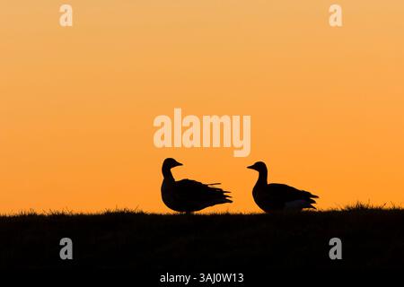 Graugans Anser Anser, 2 Erwachsene stehen am Horizont Silhouetten bei Sonnenaufgang, Suffolk, England, April Stockfoto