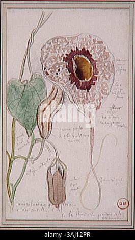 Gustave Moreys „Etude d’aristoloche“ (Aristolochia-Studie) ist eine botanische Studie, die zwischen 1850 und 1895 im Musée Gustave Moreau ausgestellt wurde. Die Arbeit konzentriert sich auf die empfindlichen Merkmale der Pflanzenart Aristolochia. Stockfoto