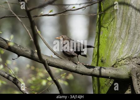 Turdus merula alias Eurasian oder gemeine Amsel Weibchen, die auf dem Baum thront. Gewöhnlicher Vogel in der Tschechischen republik. Stockfoto