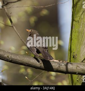 Turdus merula alias Eurasian oder gemeine Amsel Weibchen, die auf dem Baum thront. Gewöhnlicher Vogel in der Tschechischen republik. Stockfoto