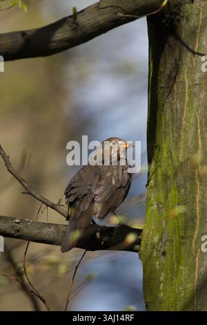 Turdus merula alias Eurasian oder gemeine Amsel Weibchen, die auf dem Baum thront. Gewöhnlicher Vogel in der Tschechischen republik. Stockfoto