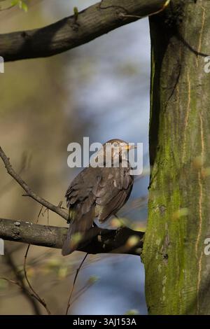 Turdus merula alias Eurasian oder gemeine Amsel Weibchen, die auf dem Baum thront. Gewöhnlicher Vogel in der Tschechischen republik. Stockfoto