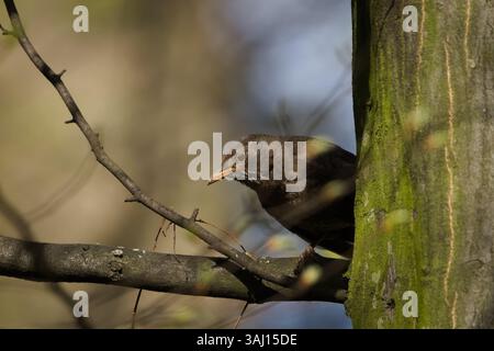 Turdus merula alias Eurasian oder gemeine Amsel Weibchen, die auf dem Baum thront. Gewöhnlicher Vogel in der Tschechischen republik. Stockfoto