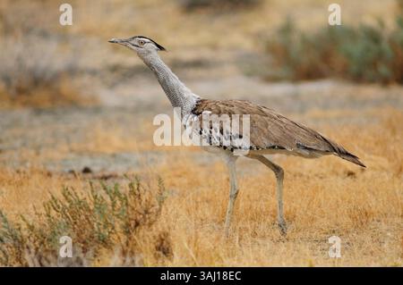 Afrika, Namibia, Kunene-Region, Etosha-Nationalpark, kori-Trappe, Ardeotis kori Stockfoto