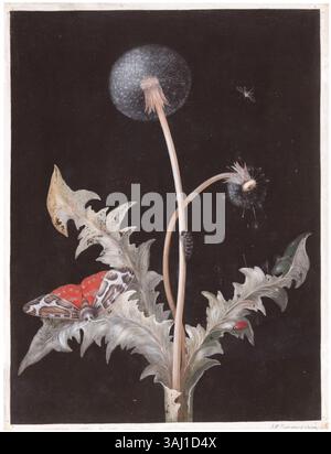 Ein Gouache-Gemälde von Johann Christoph Bayer mit Löwenzahn und Motte. Das Werk, signiert und beschriftet von Bayer, unterstreicht die zarte Schönheit der Natur durch feine Details. Stockfoto