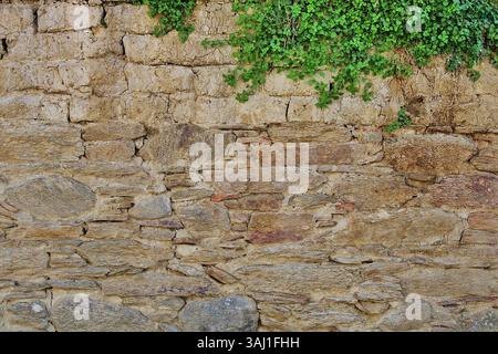 Alte Steinmauer bedeckt mit grünen Efeublättern, rustikale Textur aus einem Winkel, geeignet für natürliche Hintergründe. Stockfoto