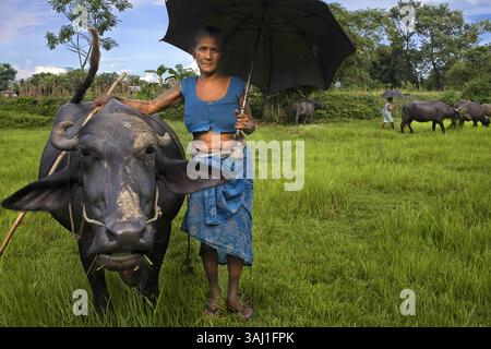 22. Juli 2013 – Nepal – Eine Frau kümmert sich um seinen Büffel im Chitwan-Nationalpark, Nepal, Asien. (Bild: © Sergi Reboredo via ZUMA Wire) Stockfoto