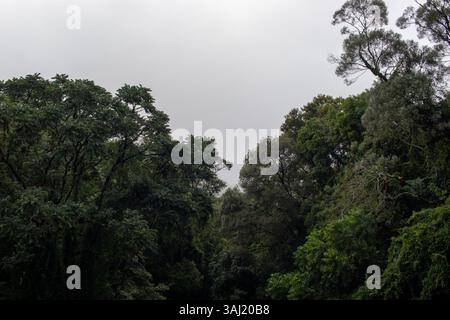 Dichter Atlantischer Wald an einem bewölkten Tag Stockfoto