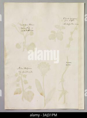 Eine Seite mit Aquarellen von Alexander Marshal (ca. 1620–82) mit fünf Pflanzen: Gelber Larkspur (Indische Kresse oder Kapuzinerkresse), Spanische Malve, Hasenohr, Clematis und Zichorie. Stockfoto