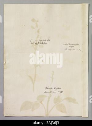 Eine Seite mit Aquarellen von Alexander Marshal (ca. 1620–82), die drei Blumen darstellen: Eine pfirsichblättrige Campanula, eine Scharlachbohne und einen Scabius, die seine Expertise in der botanischen Illustration einfangen. Stockfoto