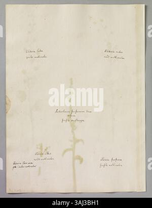 Eine Seite mit Aquarellen von Alexander Marshal (ca. 1620–82) mit fünf Motten-Mulleins in verschiedenen Farben und einer lila Snap-Dragon-Blume, die seine Fähigkeit demonstriert, verschiedene Pflanzenarten zu fangen. Stockfoto