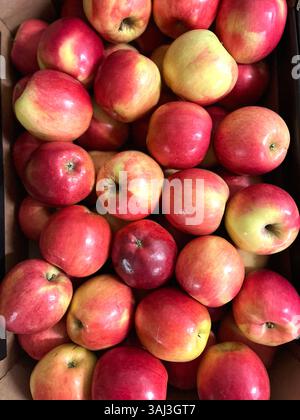 Äpfel, rote Äpfel, Pappkiste, Draufsicht, Früchte, Lager, Lagerung, Landwirtschaft, Nahrungsmittelversorgung, Vertrieb, Lieferkette, Landwirtschaft, Apfel Stockfoto