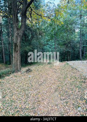 Waldweg bedeckt mit Herbstlaub Stockfoto