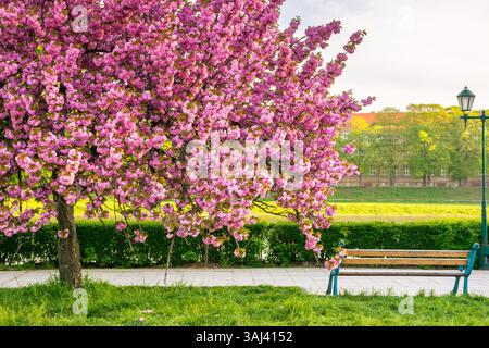 Rosa Kirschblüte an einem sonnigen Morgen. hanami-Saison. Schöne urbane Landschaft von uschhorod im Frühling. Kanzan-Sakura-Baum in der Nähe des gepflasterten Wanderweges Stockfoto