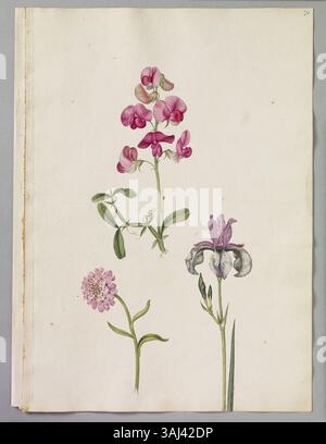 Eine Aquarellseite von Alexander Marshal (ca. 1620–82), die eine kleine Iris von Clusius, Everlasting Pea und Candia Mustard darstellt und seine Expertise in der botanischen Illustration zeigt. Stockfoto
