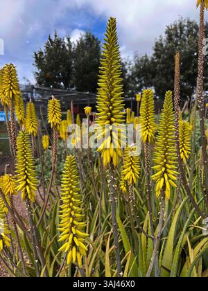Aloe Vera Blte - heilende Pflanze - Madeira Stockfotografie - Alamy