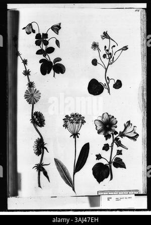 Eine Seite mit Aquarellen von Alexander Marshal (ca. 1620–82), die fünf blühende Pflanzen illustrieren: Gelbe Larkspur (indische Kresse oder Nasturtium), spanische Malve, Hasenohr, Clematis und Zichorie. Stockfoto