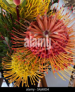 Helle und exotische Kissenprotea Blüten blühen in lebhaften Orange-, Rot- und Gelbtönen und schaffen ein atemberaubendes tropisches Blumenarrangement. Stockfoto