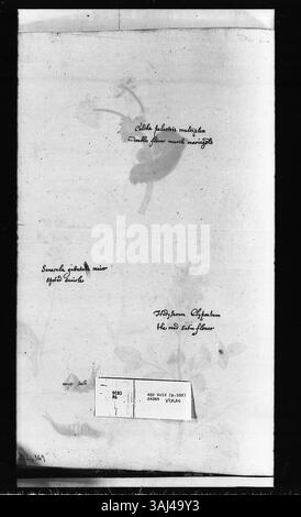 Diese Seite mit Aquarellen von Alexander Marshal (ca. 1620–82) zeigt drei Pflanzen: Die Marschmarmelze, die rote Sattin-Blume und die Sanicle, mit separaten Blattdarstellungen und zwei Studien einer grünen Raupe, die seine botanischen und entomologischen Talente unterstreicht. Stockfoto