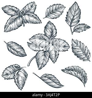 Minzblätter isoliert auf weißem Hintergrund. Vektorgrafik von Hand gezeichnet. Kochgewürze Kräutersymbole und Designelemente Stock Vektor