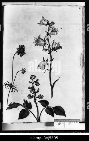 Eine Seite mit Aquarellen von Alexander Marshal (ca. 1620–82), die drei Blumen darstellen: Eine pfirsichblättrige Campanula, eine Scharlachbohne und einen Scabius, die seine detaillierten botanischen Fähigkeiten veranschaulichen. Stockfoto