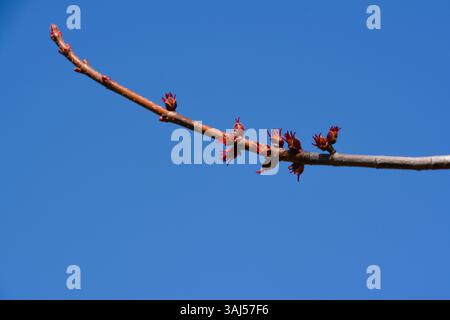 Frische neue Knospen wachsen im Frühjahr auf einem Ahornzweig vor einem strahlend klaren blauen Himmel. Stockfoto