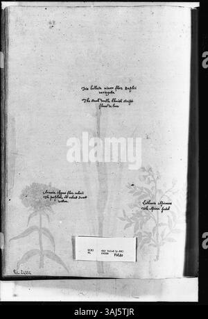 Eine Seite mit Aquarellen von Alexander Marshal (ca. 1620–82), die die Doppel-Variegated-Iris, den tiefroten Sweet William und den afrikanischen Vetch darstellen und seinen detaillierten Ansatz zur botanischen Illustration zeigen. Stockfoto