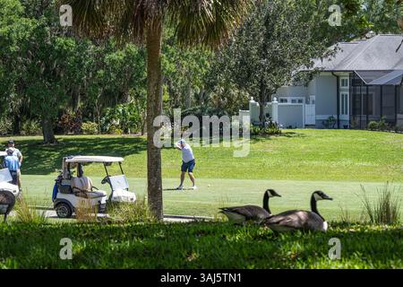 Golfspieler auf dem TPC Sawgrass Dye's Valley Course (entworfen von Pete Dye) im Sawgrass Players Club in Ponte Vedra Beach, Florida. (USA) Stockfoto