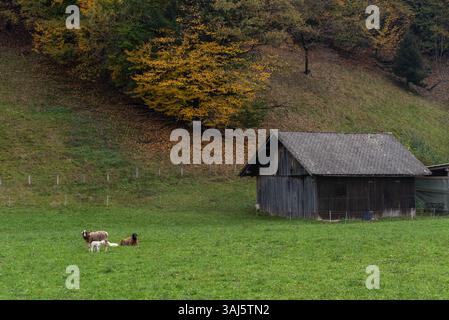 Schafe, die friedlich auf einer grünen Wiese in der Nähe einer rustikalen Holzscheune weiden, umgeben von den lebhaften Farben des Herbstlaub Stockfoto