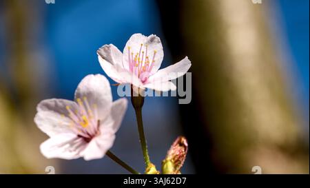 Details von schönen weißen und rosa Apfelblüten Stockfoto