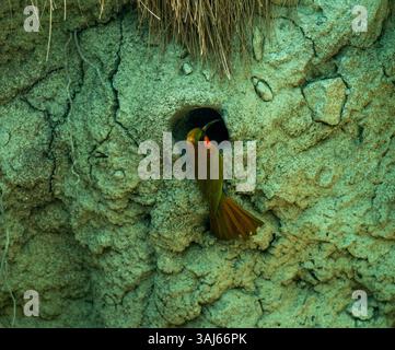 Rotkehle-Bienenfresser Merops bullocki. Diese Art kommt im tropischen Afrika vor. Stockfoto
