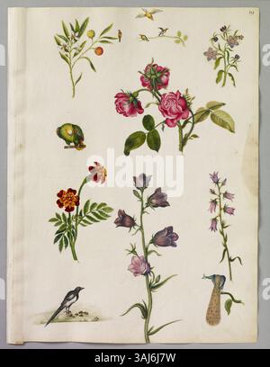 Ein detailliertes Aquarell von Alexander Marshal, das eine Vielzahl von Vögeln zeigt, darunter eine Magpie, Grüner Papagei und Pfau, zusammen mit verschiedenen Pflanzen wie Rote Rose und afrikanische Marigold. Stockfoto
