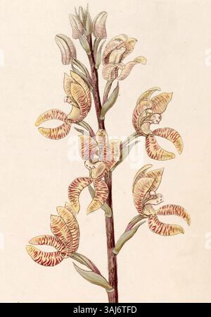 Diese botanische Illustration aus Edwards' 'Botanical Register' (1845) zeigt die Orchideenart Govenia fasciata. Das Werk hebt seine komplizierten floralen Merkmale hervor und wurde von Miss Drake gezeichnet und von G. Barclay graviert. Stockfoto