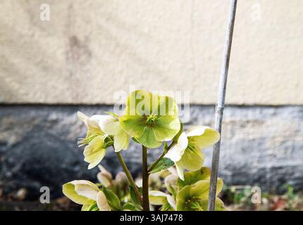 Helleborus niger weihnachtsrose Stockfoto