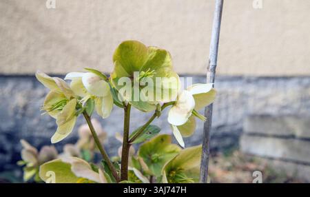 Helleborus niger weihnachtsrose Stockfoto