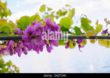 Cercis chinensis lila Blüten aus nächster Nähe. Stockfoto