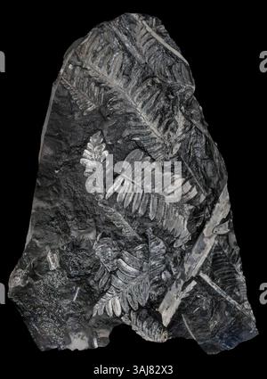 Fossil Ferns, St. Clair, PA Neuropter ovata, Pecopteris und Cordaites Arten Stockfoto