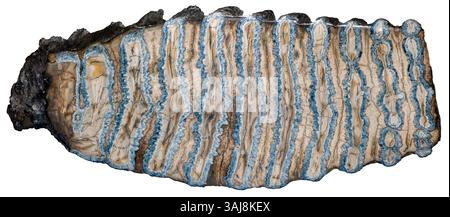 Polierter Querschnitt eines Mammuthenzahns, Mammuthus Columbi, South Carolina Stockfoto
