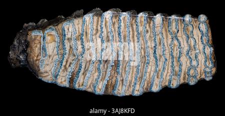 Polierter Querschnitt eines Mammuthenzahns, Mammuthus Columbi, South Carolina Stockfoto
