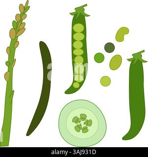 Spargel, Bohnen, Erbsen, Erbsen, Gurkenscheibe isolierte Illustration. Satz von Vektorabbildungen auf weißem Hintergrund. Für Paket, Küchendesign, Stock Vektor