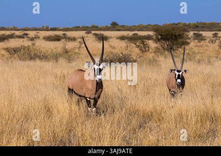 Gemsbock, Beisa, südafrikanischer Oryx (Oryx gazella), zwei Edelböcke im hohen trockenen Gras, Vorderansicht, Botswana, Central Kalahari Game Reserve, Dece Stockfoto